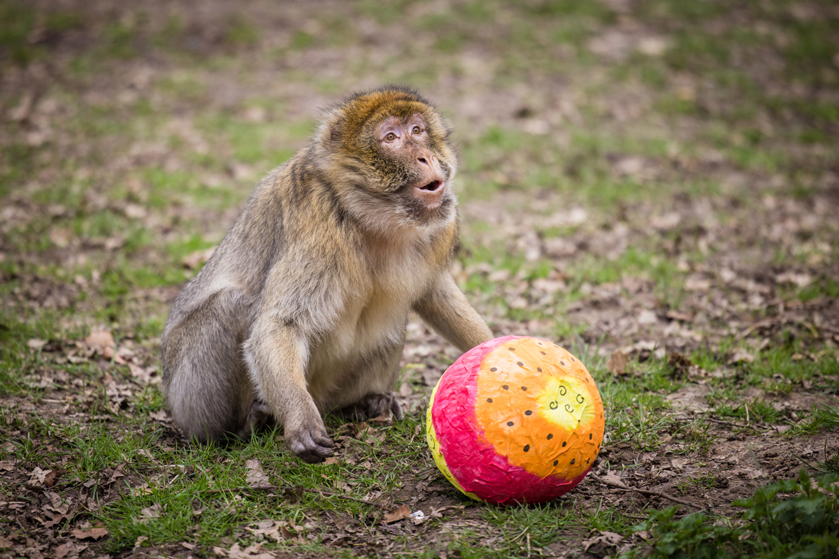 WSP_Barbary-macaques-11-WEB-desktop 1200 (1).jpg