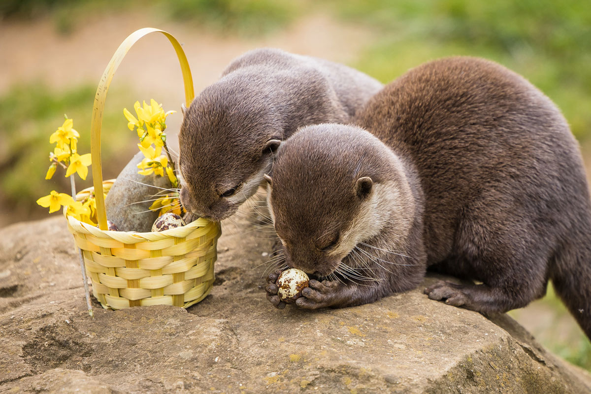 WSP_Credit-Woburn-Safari-Park_Meeko-and-Kovu-the-Asian-short-clawed-otters-7-WEB-landscape.jpg