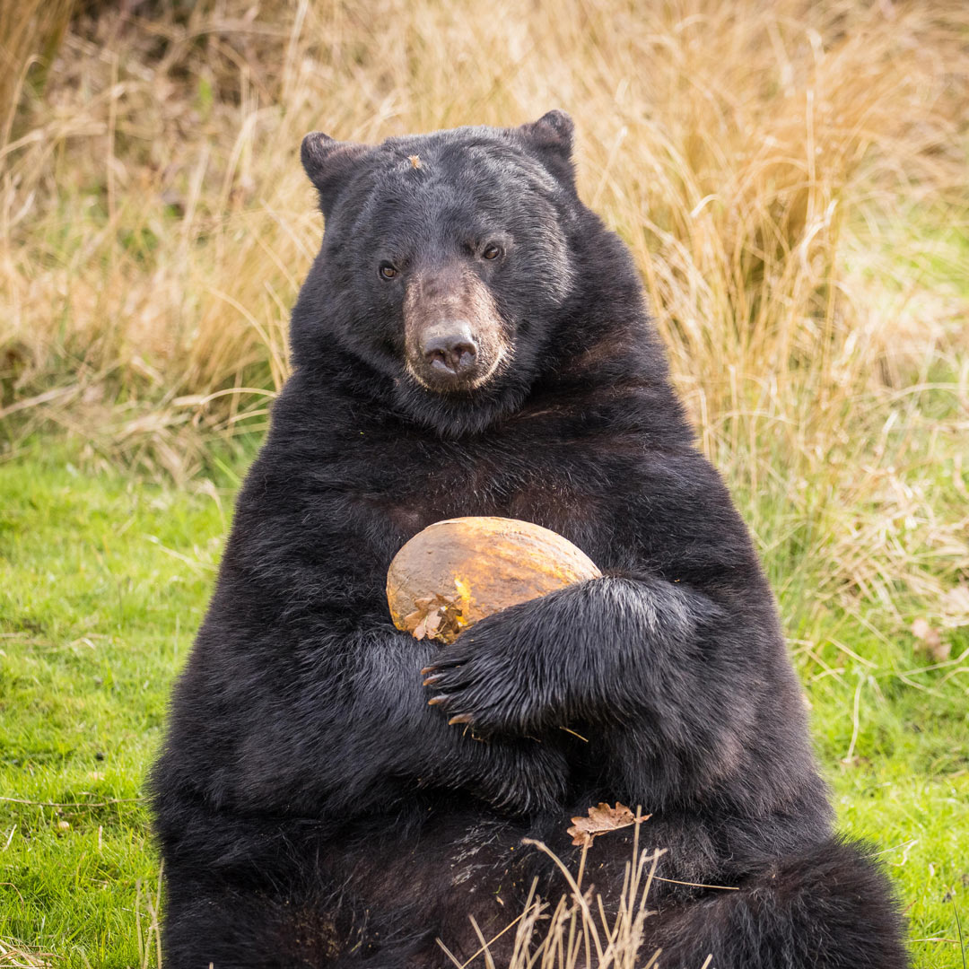 WSPmelon-baby-Georgia-the-North-American-black-bear-16-WEB-square.jpg