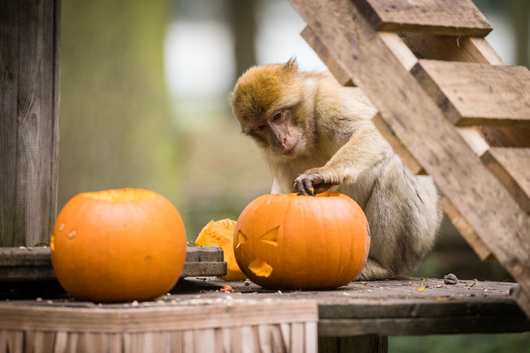 Barbary macaque monkey investigates pumpkin.jpg