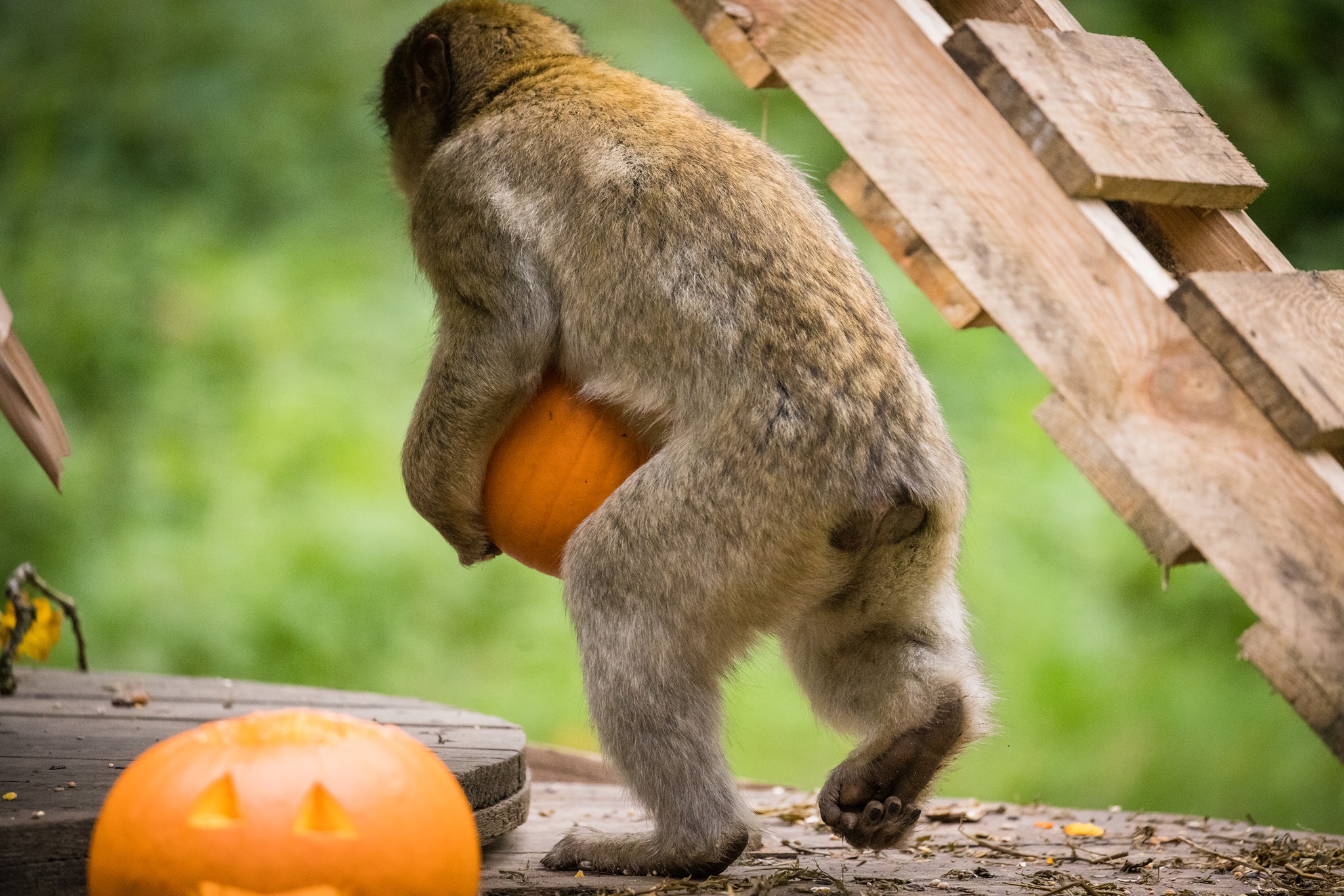 Barbary macaque running off with pumpkin.jpg