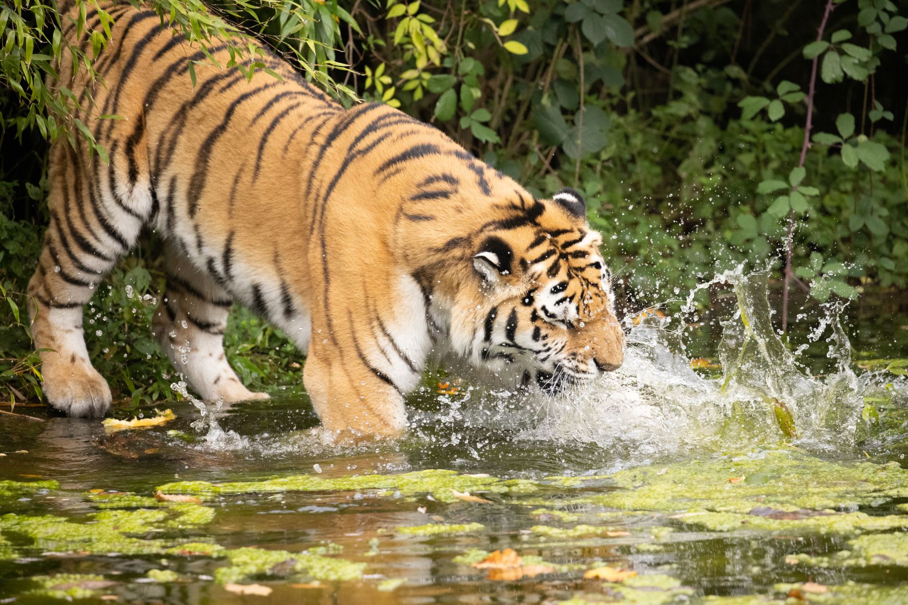 Elton splashing pumpkin.jpg