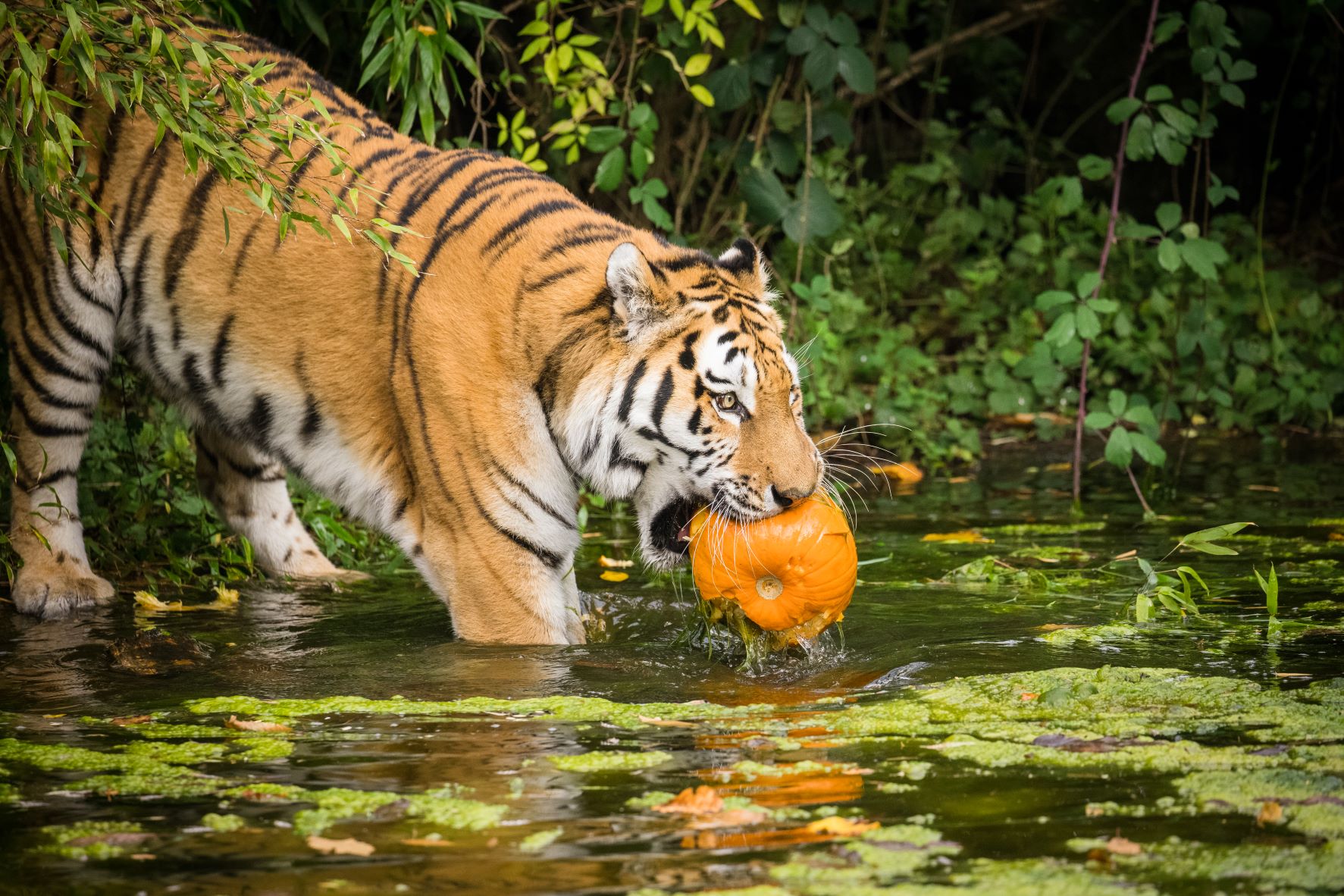 Elton the Amur tiger takes pumpkin to the pool.jpg