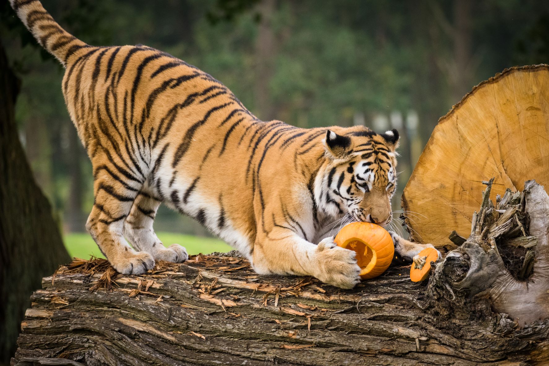 Elton the Amur tiger with pumpkin.jpg