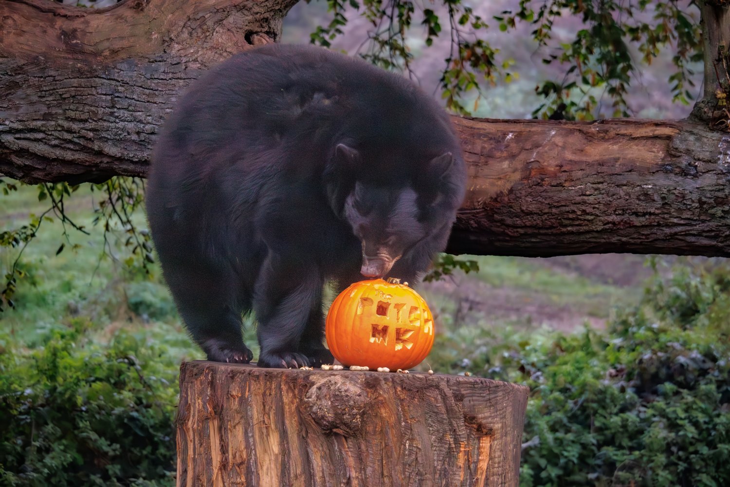 Halloween_2023_ThePatchMK.jpg