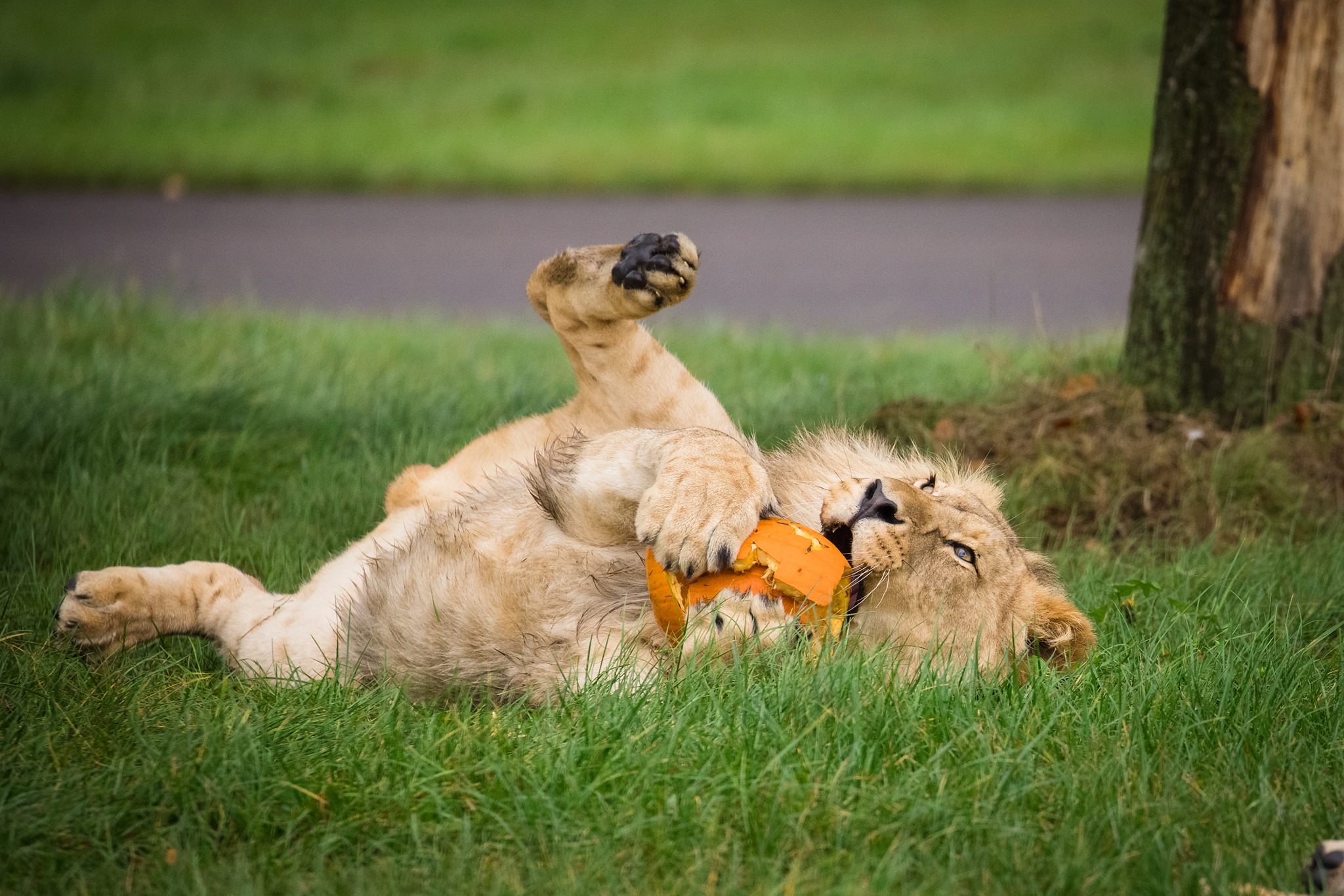Juvenile lion enjoys playing with pumpkin enrichment at Woburn Safari park.jpg