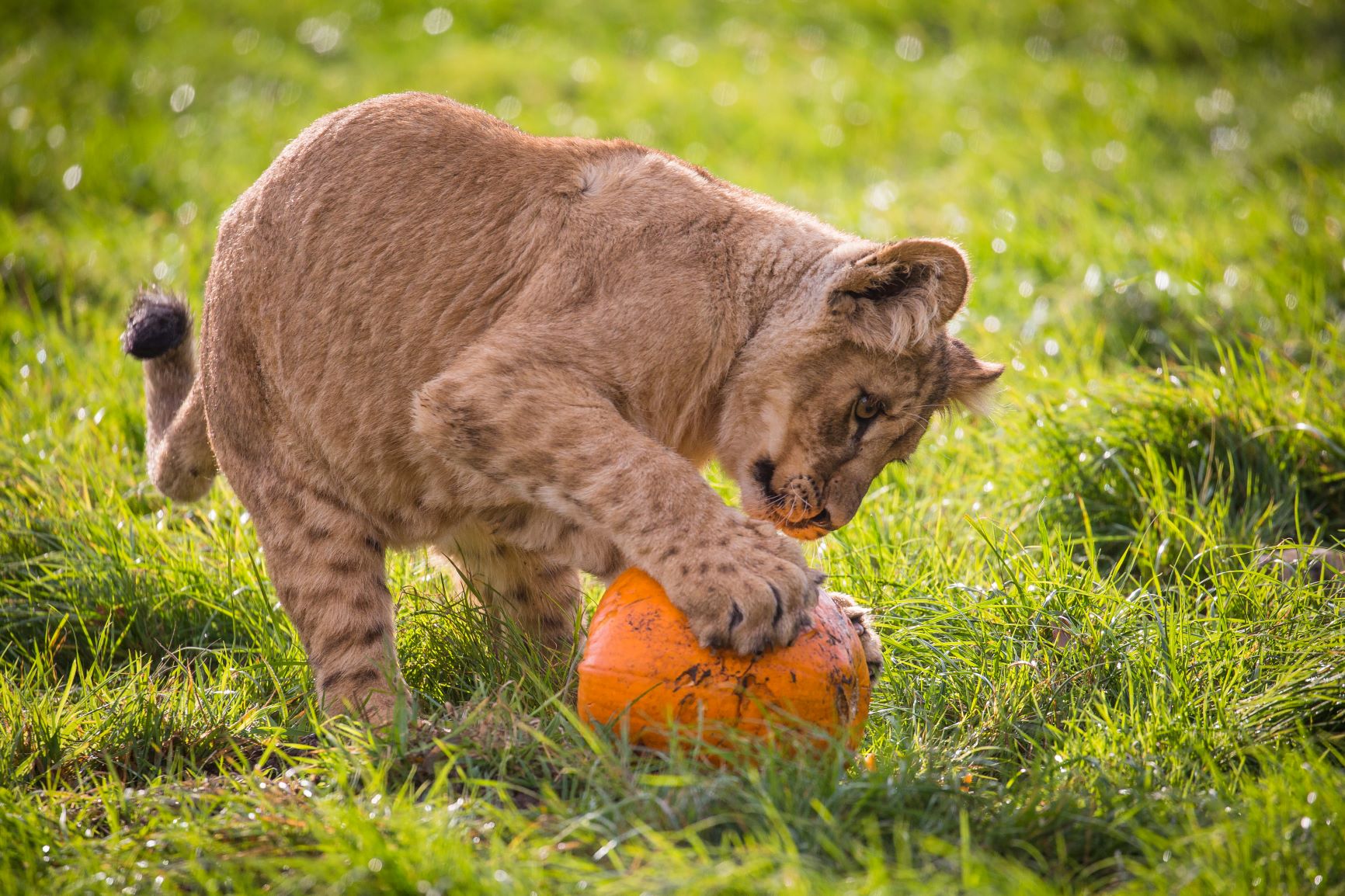 Lion cub investigates Halloween enrichment.jpg