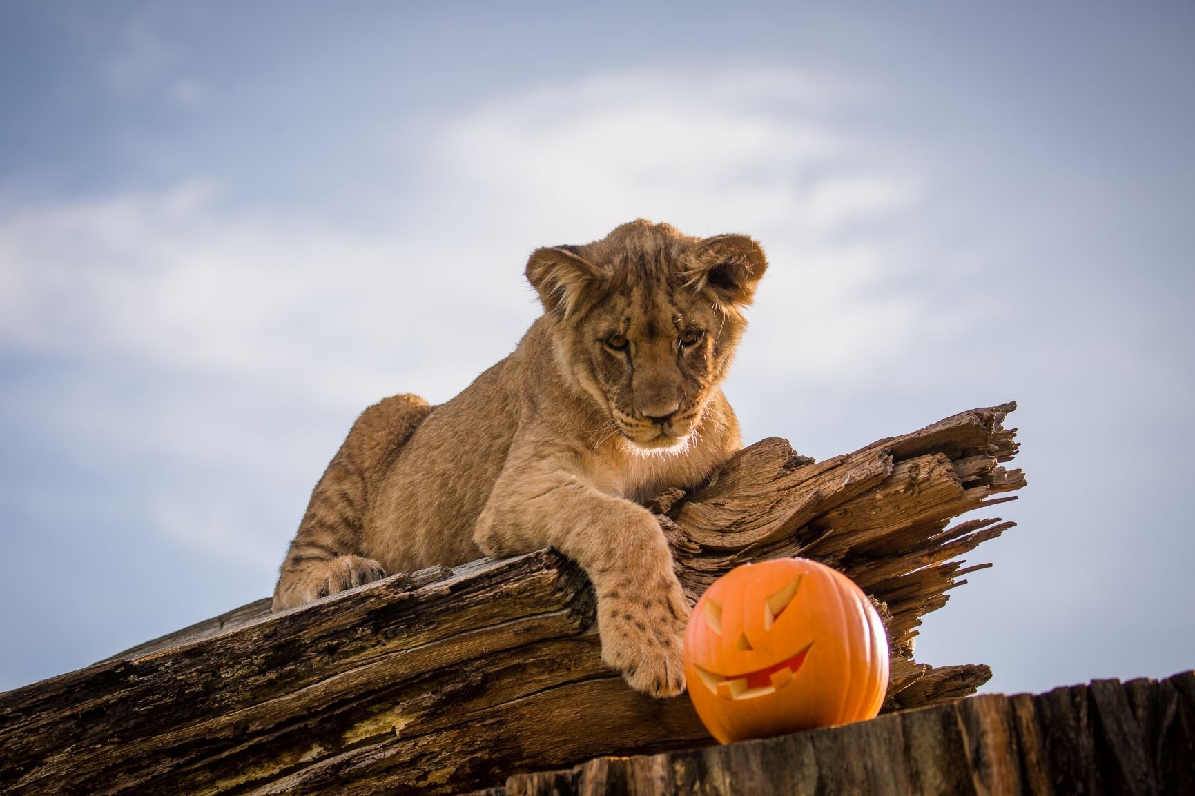 Lion cub pumpkin enrichment.jpg