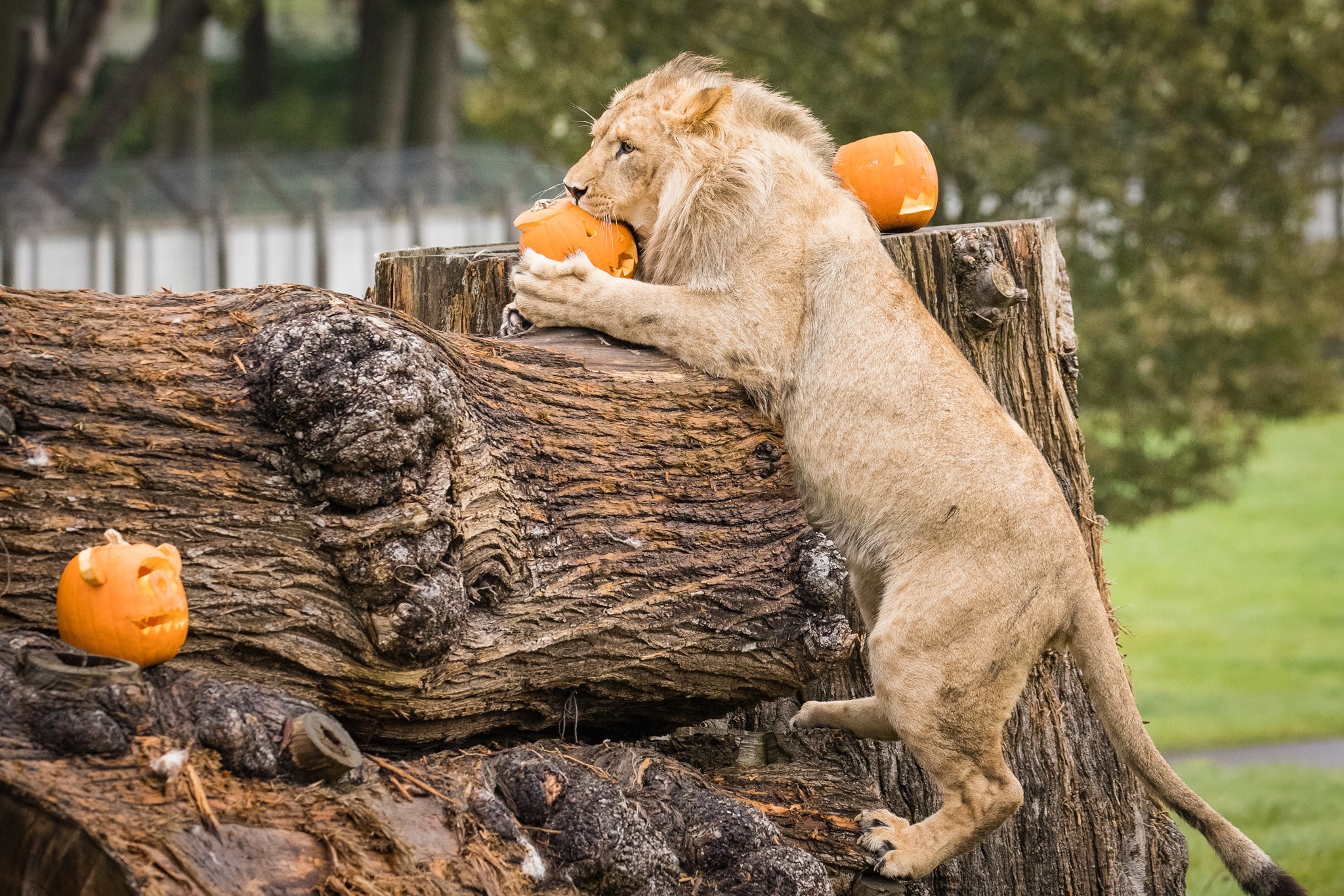 Lions play with pumpkins at Woburn Safari Park.jpg