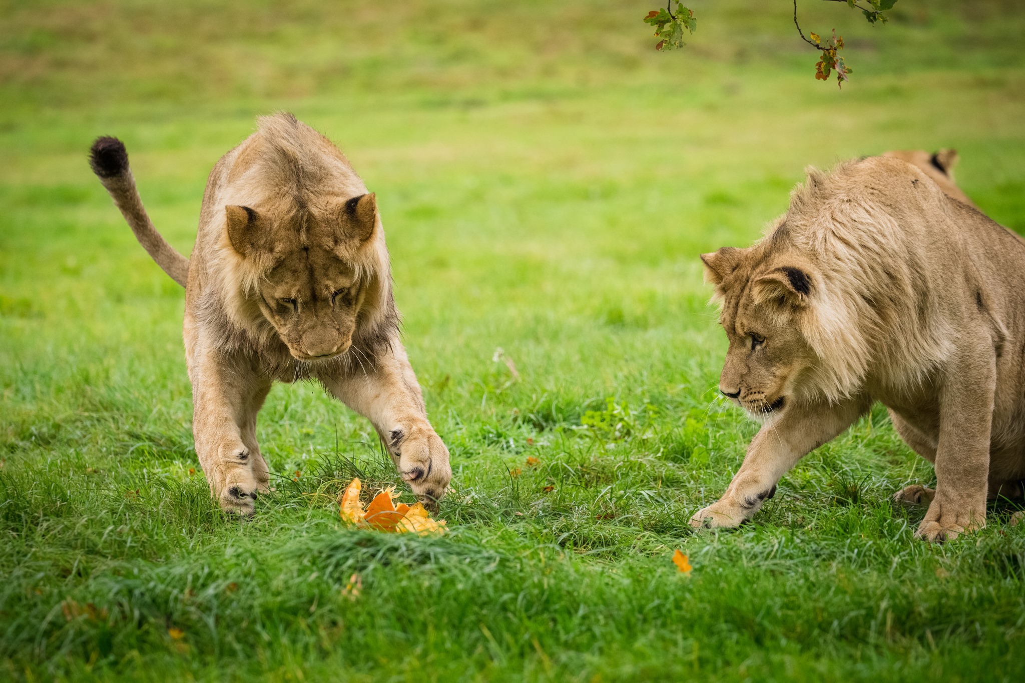 Two lion brothers play with pumpkin enrichment.jpg