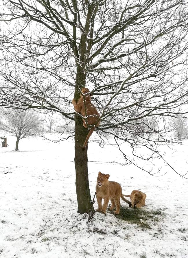 Amara-lion-cub-climbing-tree-in-snow.jpg