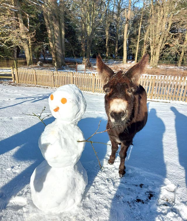 Choco-with-snowman.jpg