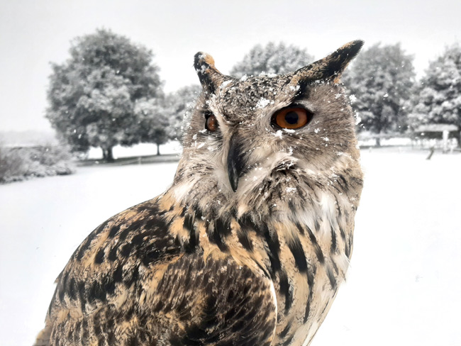 Eagle-owl.jpg