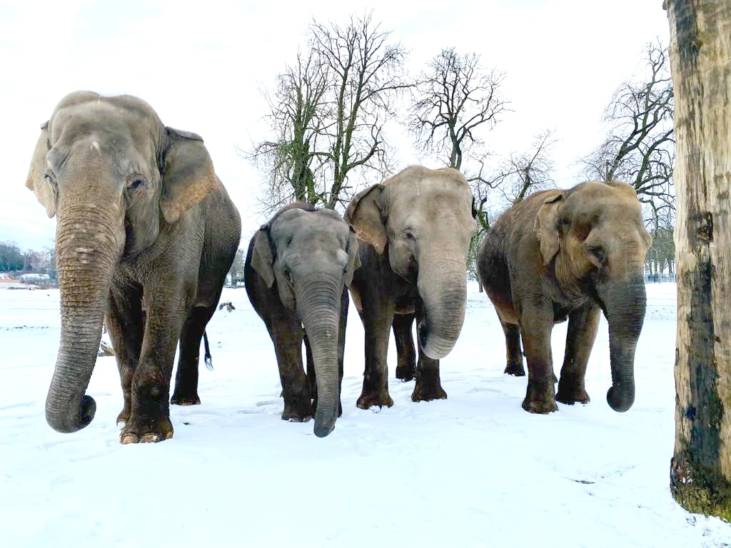 Elephant herd in snow.jpg
