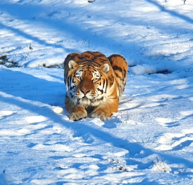 Elton-crouching-on-snow.jpg