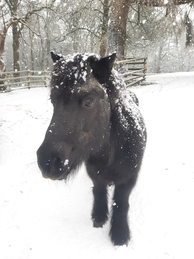 Holly-the-pony-in-the-snow.jpg