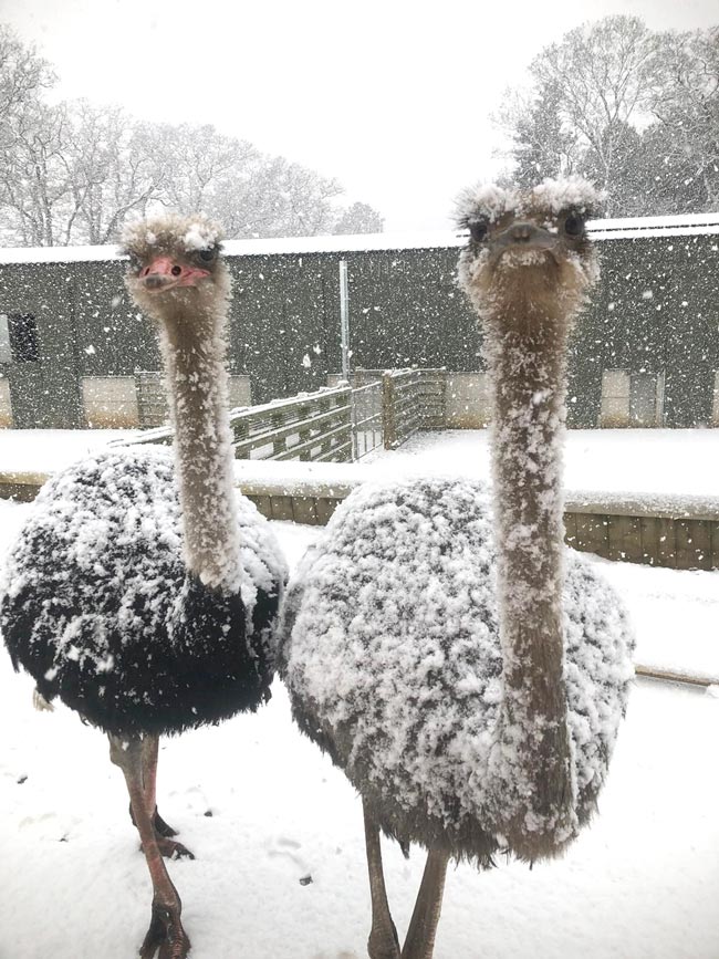 ostrich-in-snow.jpg