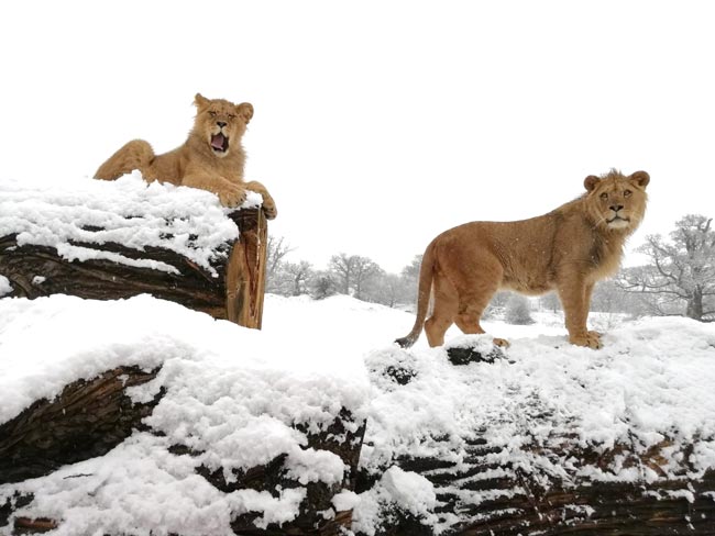 Snowy-lions.jpg