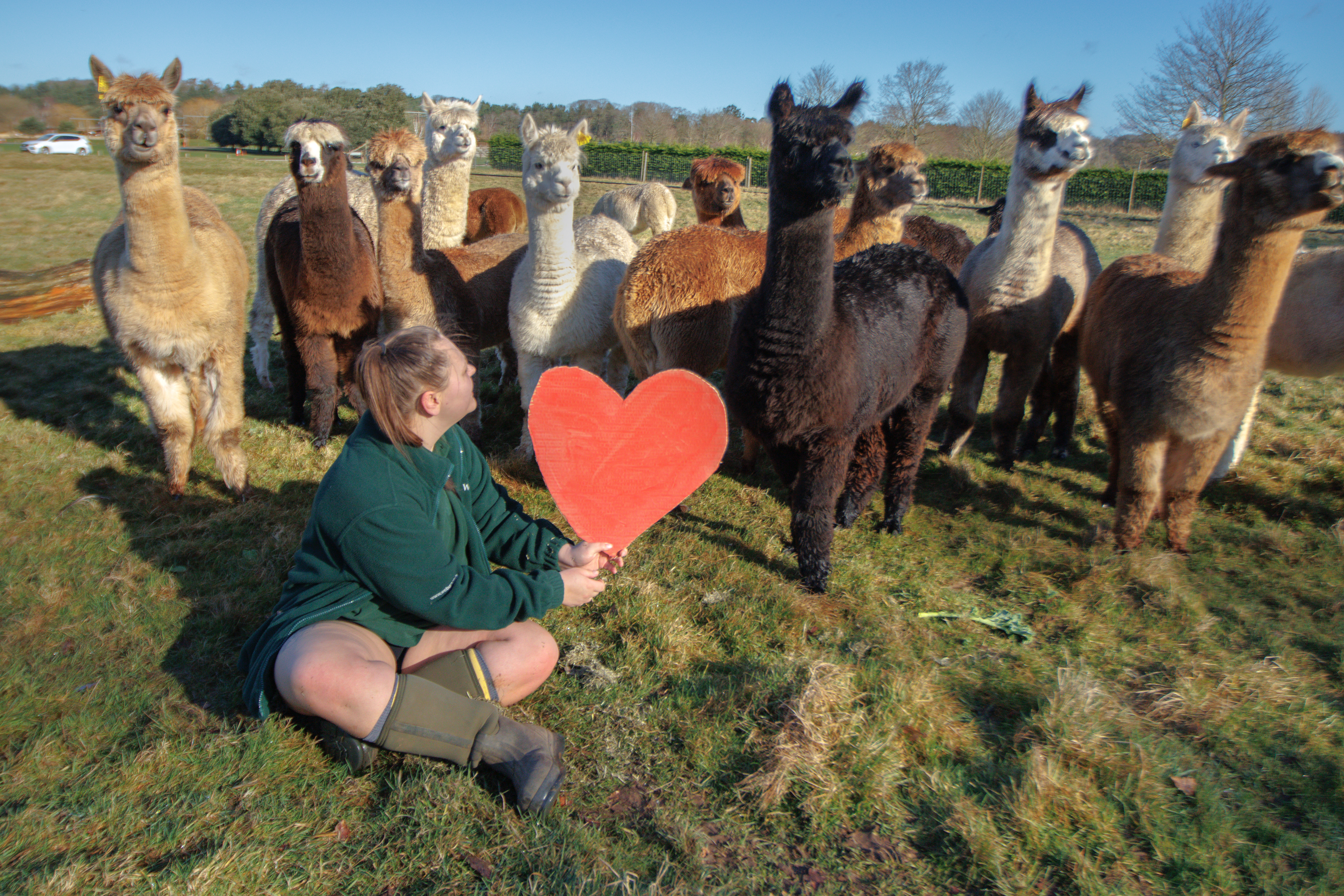 VDay_Alpacas_2024_3.jpg