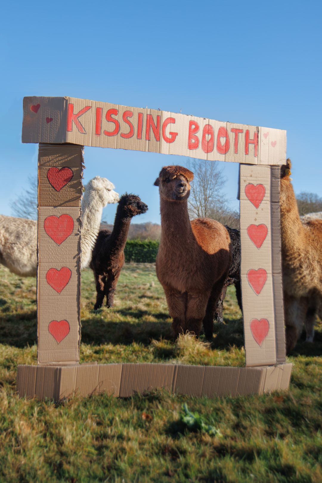 WEB_RESVday_Alpacas_KissingBooth.jpg