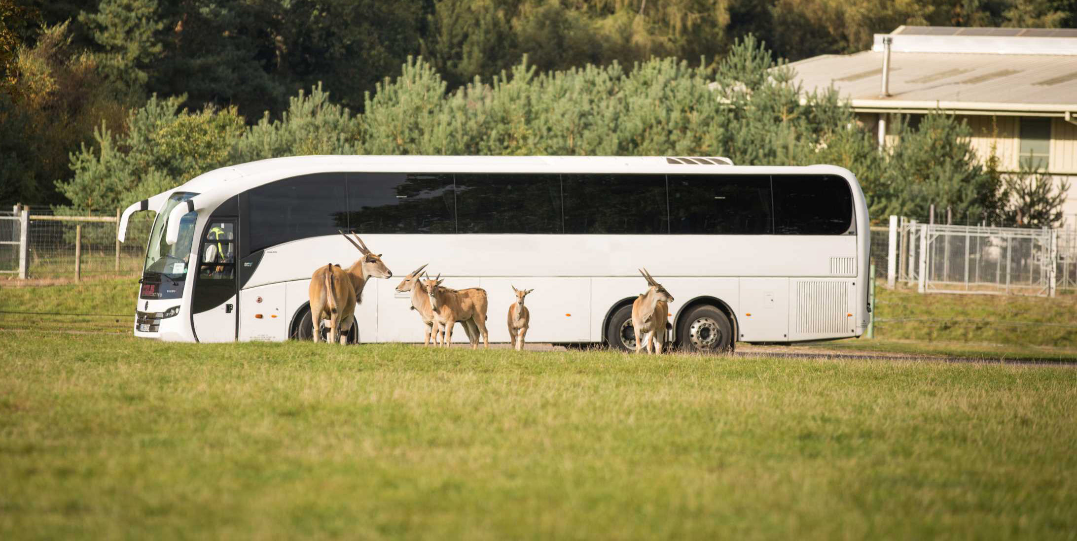 woburn safari bus