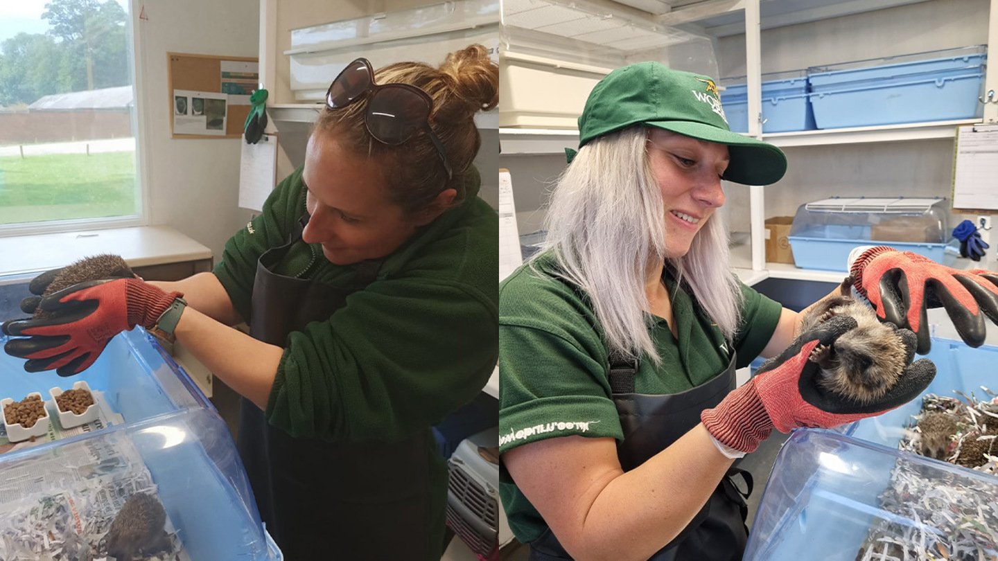 Woburn Safari team giving hedgehogs their health care checks 