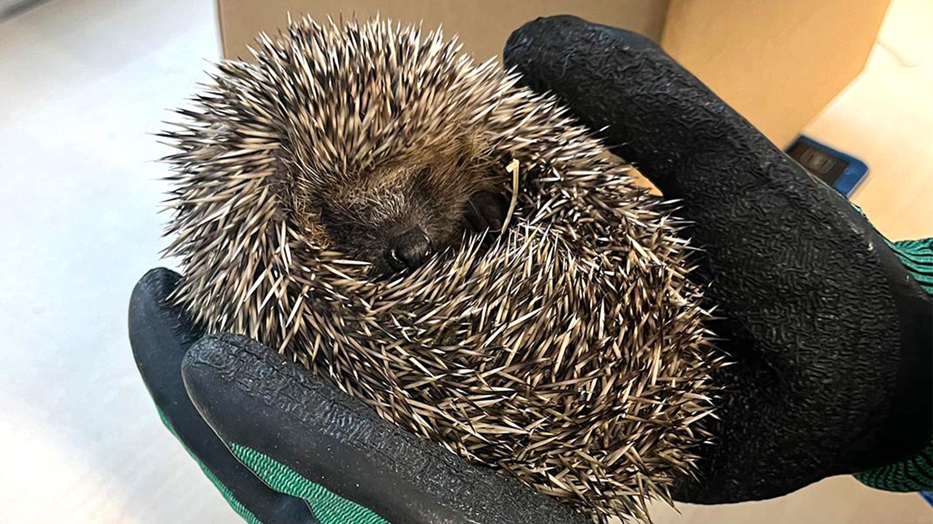 Hedgehog receiving essential health checks at Woburn Safari Park 