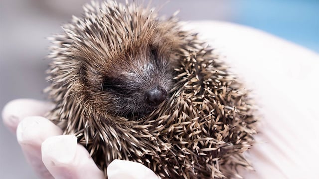 Image of hoglet website desktop