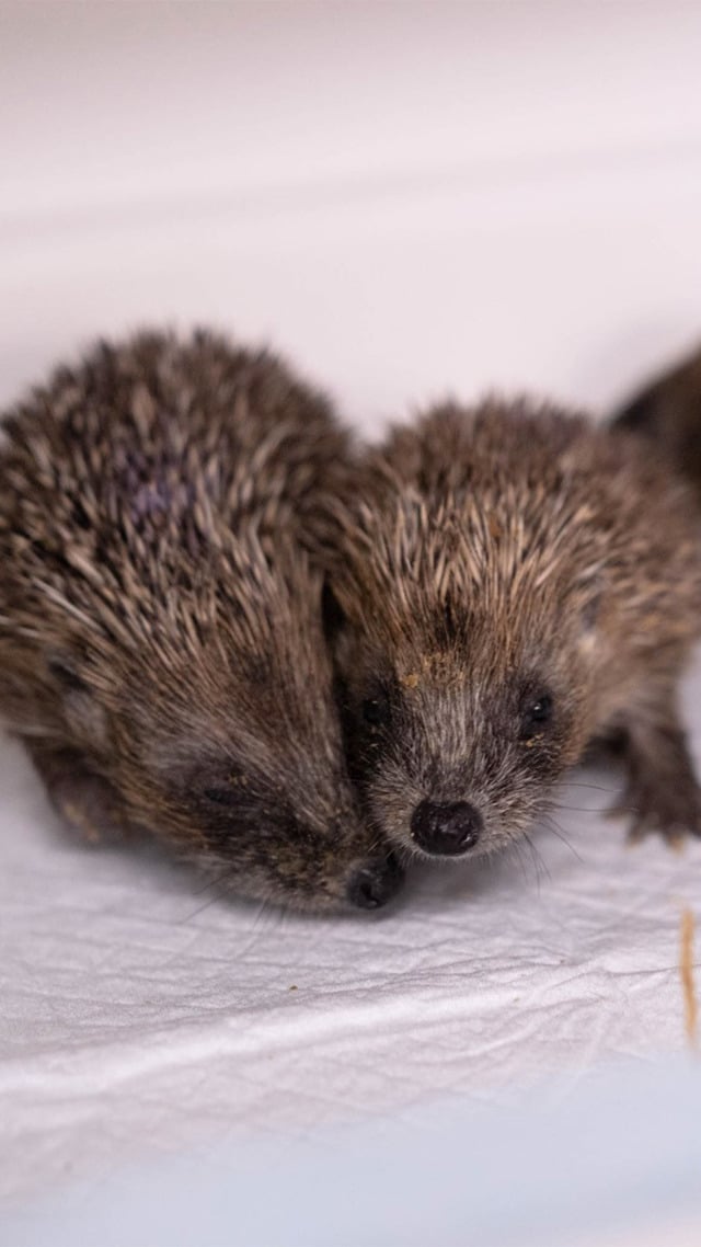 Two hoglets in care at Woburn Safari Park 