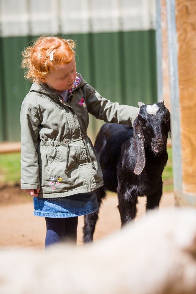 Little girl pets goat in Farmyard Friends 