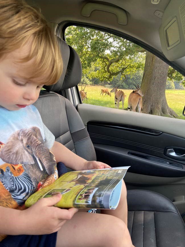 Toddler reads safari guidebook page about sable antelope in car with sable antelope outside window in road safari