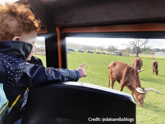 Baby points to cattle grazing in road safari from inside car window, a row of cars line up in the distance 