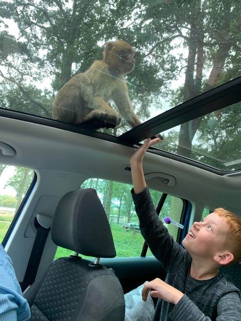 Young boy places hand up on glass car roof where barbary macaque monkey sits, with trees above them 