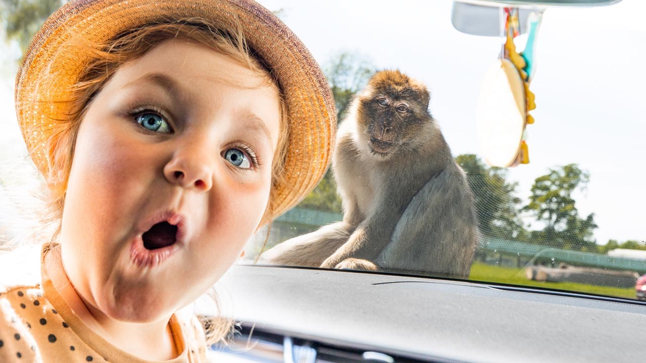Young girl inside car looks shocked at camera while monkey climbs onto windscreen of the car 