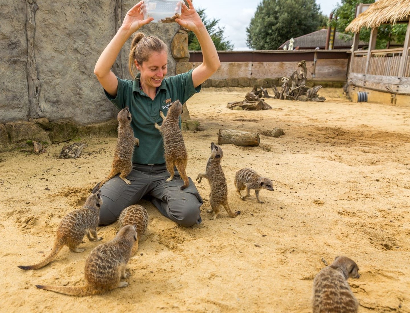 Image of animal encounters staff with meerkats