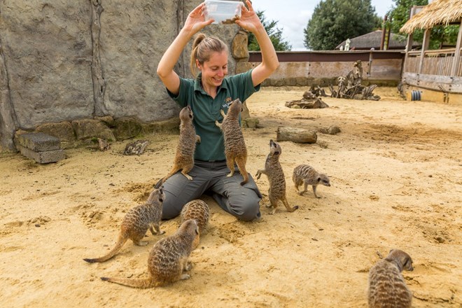 Image of woburn safari park animal encounters staff member with meerkats