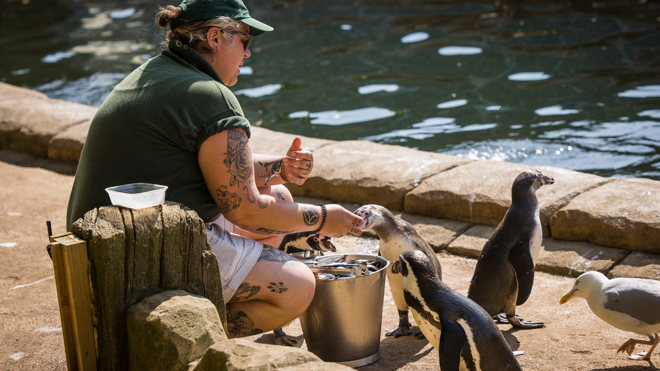 Image of wsp  june 25  penguins louisa cirillo web 1920x1080