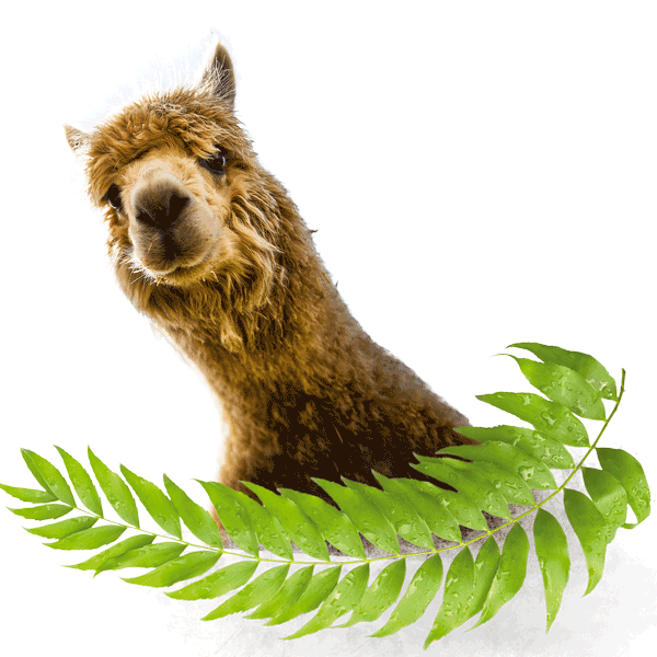 Alpaca head on transparent background with leaves below 