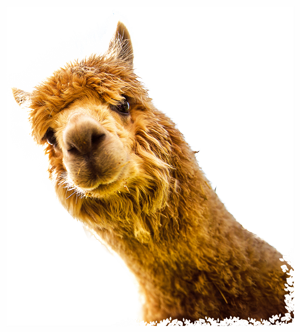 Orange Alpaca Head looks towards camera against transparent background 
