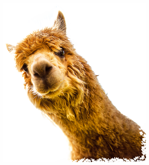 Orange Alpaca Head looks towards camera against transparent background 