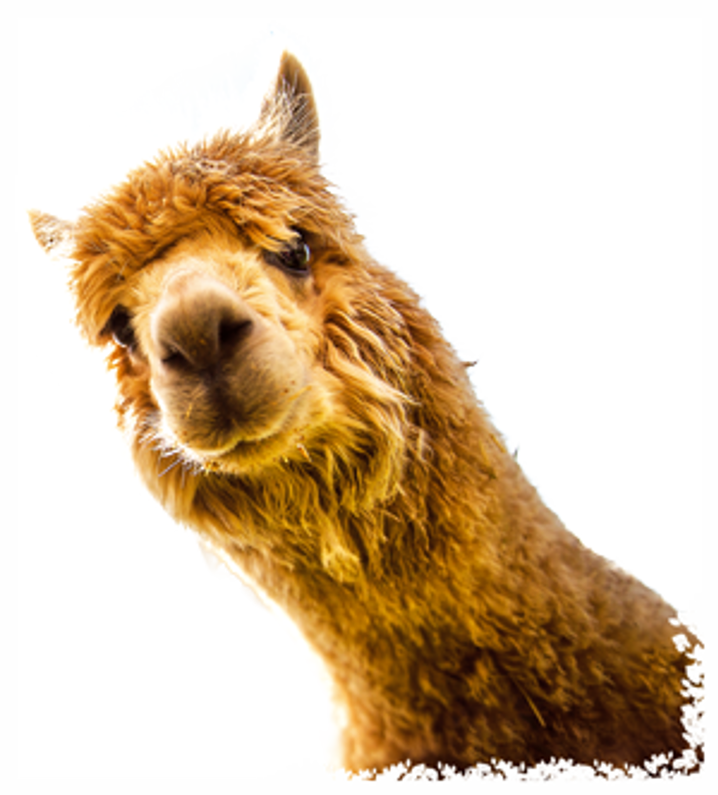 Orange Alpaca Head looks towards camera against transparent background
