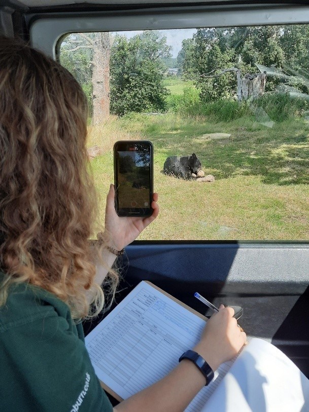 Researcher takes photo and takes notes of black bear from inside vehicle