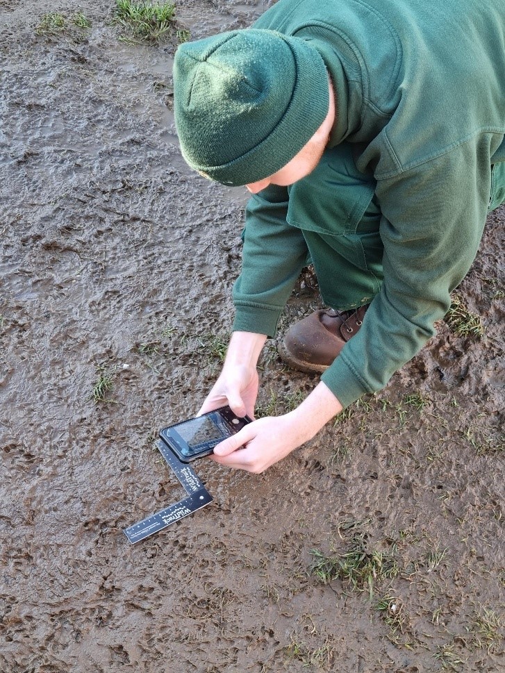 Image of research team taking footprint data at woburn safari park