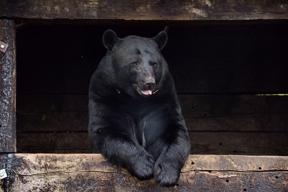 North American black bear sits inside its den at Woburn Safari Park