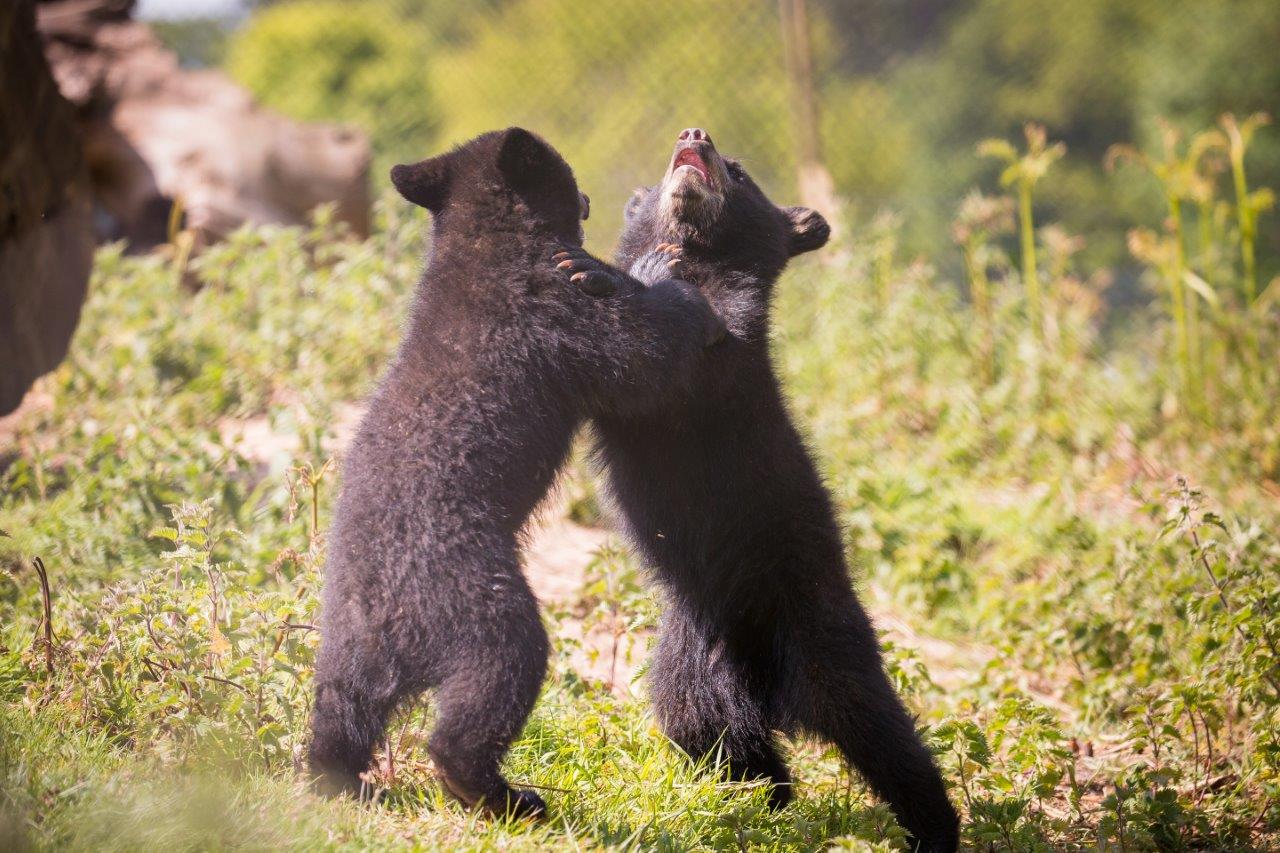 Baby bear cubs at Woburn Safari Park