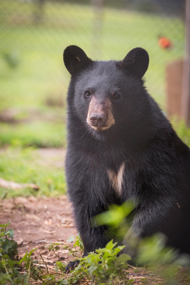 A close up portrait photo of a North American black bear cub at Woburn Safari Park