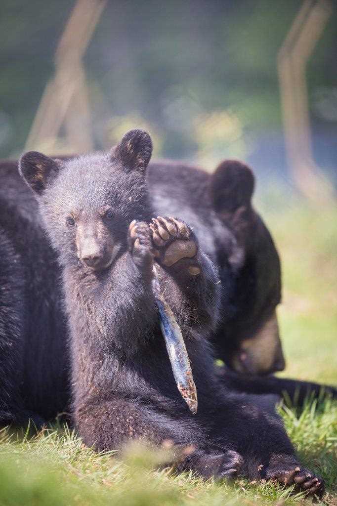 Bear cubs at Woburn Safari Park