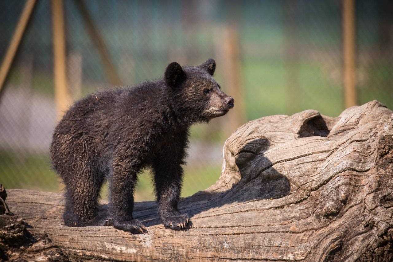 Bear cub in Kingdom of Carnivores at Woburn Safari Park