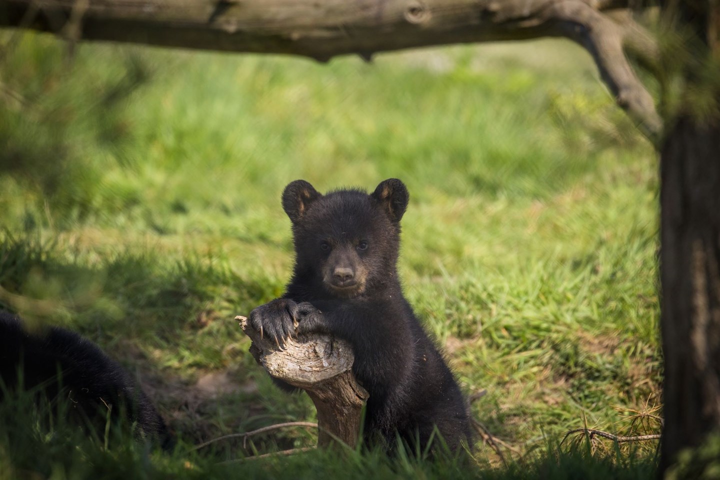 North american black bear cub leans on small tree stump in grassy reserve 