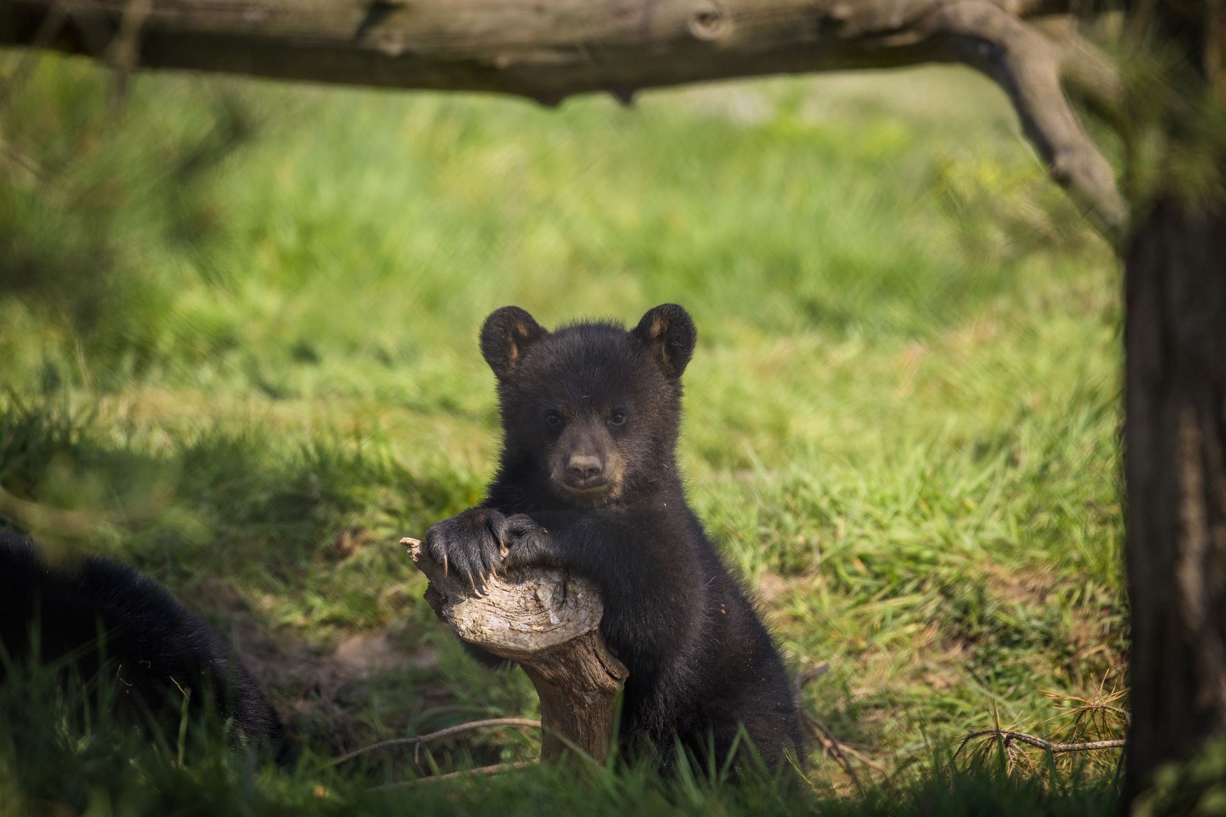 woburn safari annual pass